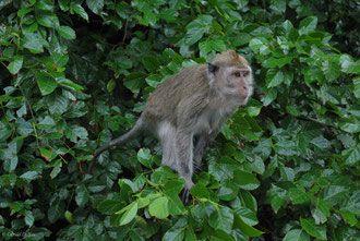 Macaque, Canal Trou d'eau douce, Ile Maurice