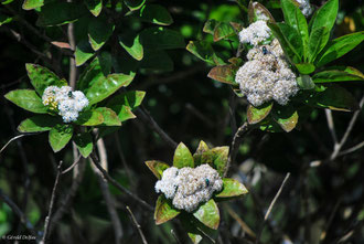 Mouches vertes sur les fleurs de Curepipe à l'île Maurice