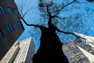 New_York, Manhattan, cathédrale_Saint-Patrick et son arbre