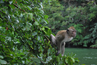 Macaque, Canal Trou d'eau douce, Ile Maurice