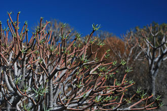 Végétation sur l'île de la Gomera Archipel des Canaries