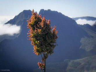 Végétation sur fond du Piton des neiges, Ile de la Réunion