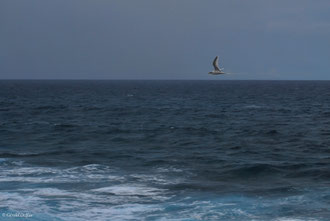 Ile Maurice, oiseau Paille-en-queue