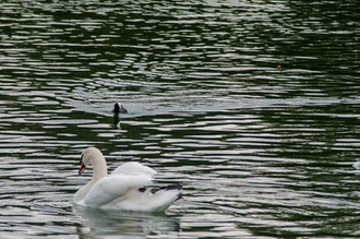 Poule d'eau et Cygne au chateau de Fontainebleau