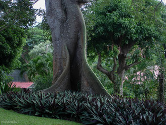 Grand Fromager au jardin botanique, Deshaies, Guadeloupe