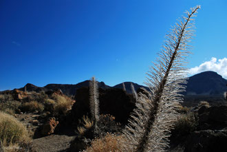 Paysage au volcan Teide à Tenerife Archipel des Canaries