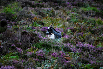 Irlande, Comté du Connemara, chèvre dans la bruyère sur Diamond Hill 