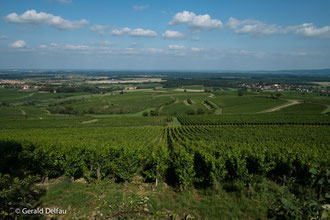 Vignes_Montmagny_Bourgogne