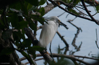 Pique-Boeuf, Ile aux oiseaux, grand-cul-de-sac-marin, Guadeloupe