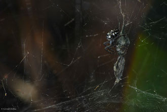 Cyrtophora Citricola (Araneidae) femelle, Canaries, Tenerife