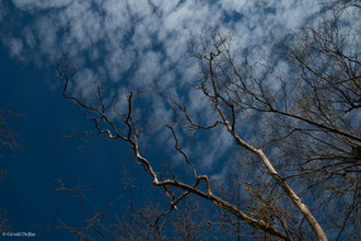 Ciel d'hiver au prieuré Saint Pastour à Vergeze, Gard 