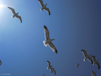 Vol de mouettes à l'arrivée du poisson au port d'Essaouira au Maroc