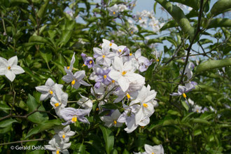 Fleurs à Vestric-et-Candiac, Gard