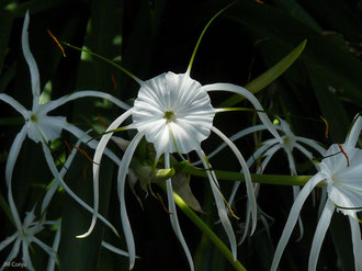 Fleur du Jardin botanique, Tenerife