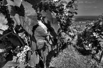 Vignes_Montmagny_Bourgogne