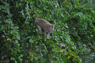 Macaque, Canal Trou d'eau douce, Ile Maurice