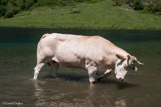 Bain de sabots pour une vache dans les Pyrénées