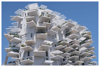 L'arbre blanc - Montpellier