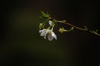 緑萼桜(りょくがくさくら)