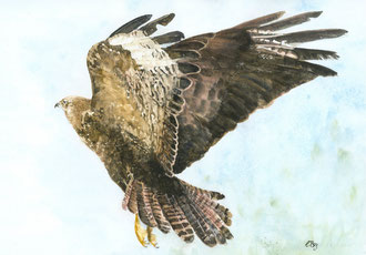 Mäusebussard