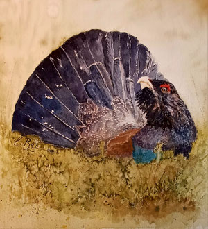 Auerhuhn. Vorlage: Fotografie von Jérôme Fischer