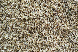 Reiskorn mit Schale / Reis - Cambodia