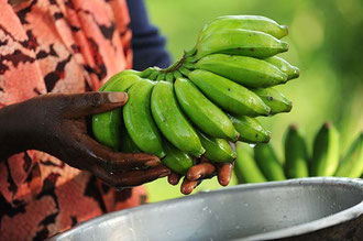 Uganda: Ernte von organisch angebauten Bananen für "Kipepeo" in Neuffen / Bananen - Uganda