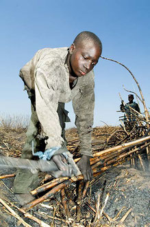 Saisonarbeiter aus Mosambik ernten Zuckerrohr unter Sklavenähnlichen Bedingungen im Süden Malawis / Zucker - Malawi