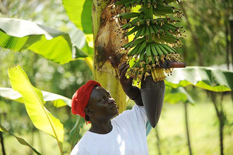 Uganda: Junge Bananenstauden in einer "Biologisch- Dynamisch" zertifizierten Kultur in Uganda / Bananen - Uganda