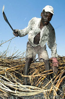 Saisonarbeiter aus Mosambik ernten Zuckerrohr unter Sklavenähnlichen Bedingungen im Süden Malawis / Zucker - Malawi