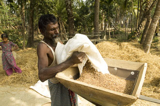 Kleinbauer verarbeitet Reis weiter / Reis - Bangladesh