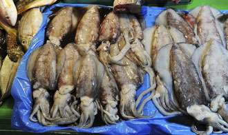 Palawan Fischmarkt / Fisch - Philippinen