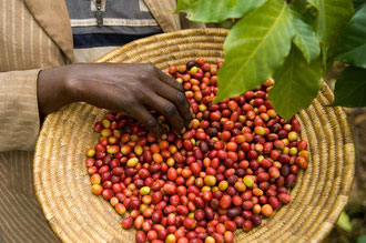 Wald - Kaffee - Ernte bei der OCFCU: Ein enormer Arbeitsaufwand, höchste Qualität für den Export und immer noch zu niedrige Preise.. / Kaffee - Äthiopien