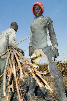 Saisonarbeiter aus Mosambik ernten Zuckerrohr unter Sklavenähnlichen Bedingungen im Süden Malawis / Zucker - Malawi