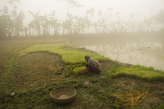 Ausbringen der Setzlinge / Reis - Bangladesh