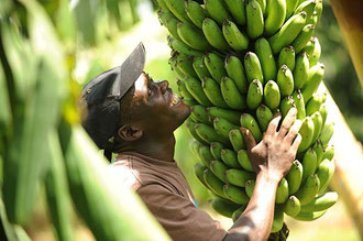 Uganda: Bananenstauden in einer "Biologisch- Dynamisch" zertifizierten Kultur in Uganda / Bananen - Uganda