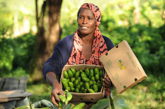 Uganda: Ernte von organisch angebauten Bananen für "Kipepeo" in Neuffen / Bananen - Uganda