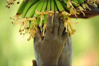 Uganda: Junge Bananenstauden in einer "Biologisch- Dynamisch" zertifizierten Kultur in Uganda / Bananen - Uganda