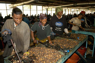 Frauen übernehmen die Harte Arbeit - das knacken der Nüsse / Cashew -Tansania