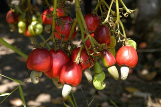 Die Cashew - Frucht kurz vor der Ernte / Cashew -Tansania