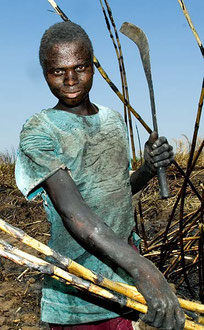 Saisonarbeiter aus Mosambik ernten Zuckerrohr unter Sklavenähnlichen Bedingungen im Süden Malawis / Zucker - Malawi