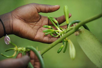 Bio-dynamisch angebaute Vanille in Uganda / Gewürze - Sansibar