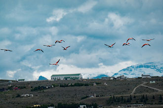 Fliegende Flamingos