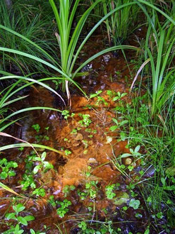Ockerfarbene Absonderungen im Bachlauf
