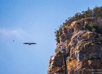 Die Schlucht Foz de Lumbier, Lebensraum der Gänsegeier