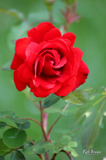 Flore-Photo 011