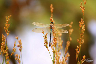 Libellule-Photo 001