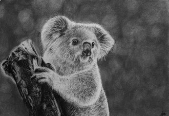 Koala - 25 x 36 cm - Graphite watercolor and carbon pencils on paper - Ref pic by William Warby - 2020 - SOLD