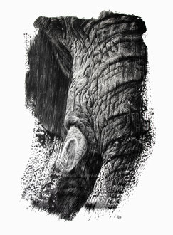 Elephant / Eléphant - 40 x 30 cm - Graphite pencils on paper / Crayons graphite sur papier - 2023