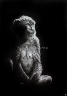 Pensive / Pensif - 70 x 50 cm - Graphite and carbon pencils on paper - Ref pic by Cloudtail the Snow Leopard - 2021 - SOLD